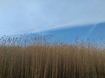 Plants growing on field against sky