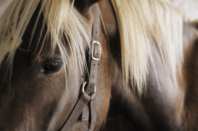 Close-up of a horse