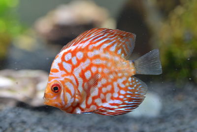 Close-up of fish swimming in sea