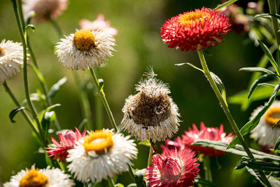 Close-up of pink flowering plants