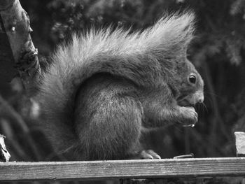 Close-up of squirrel in black and white 