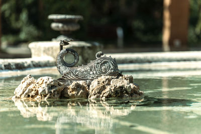 Close-up of crocodile in lake