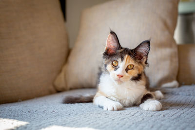 Portrait of cat resting on bed