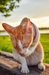 Close-up of a cat