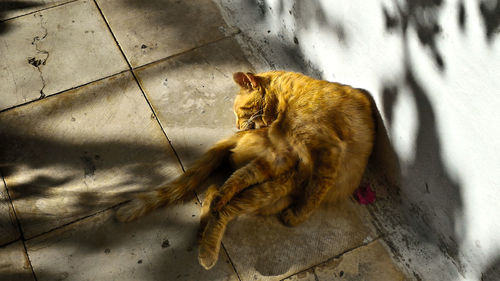 High angle view of cat sitting outdoors