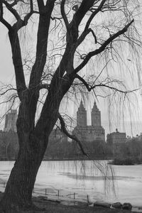 Bare trees against sky