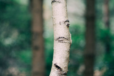 Close-up of tree trunk