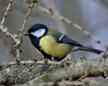 Close-up of great tit bird perching on branch