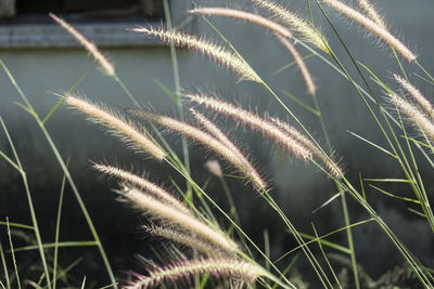 Close-up of plant