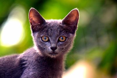 Close-up portrait of black cat