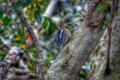 Close-up of tree trunk