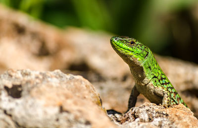 Close-up of lizard on rock