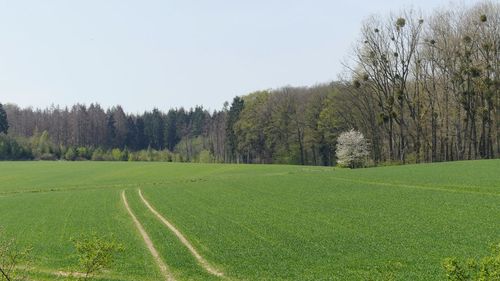 Scenic view of grassy field against clear sky