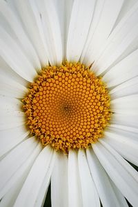 Close-up of white yellow flower blooming outdoors