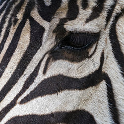 Close-up of zebra