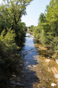 Scenic view of forest against sky