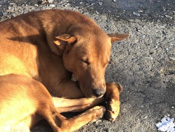 High angle view of dog lying on field