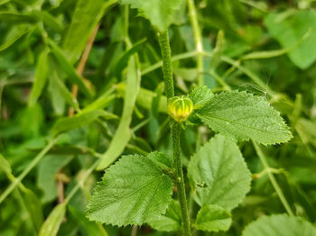 Close-up of green plant on field