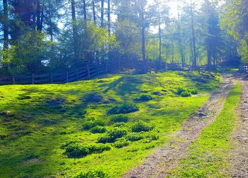 Scenic view of trees growing in forest