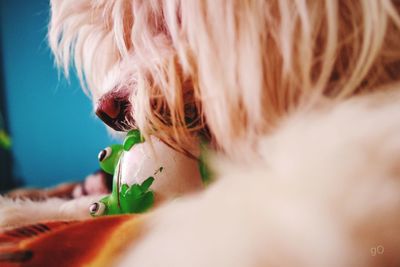 Close-up of a dog