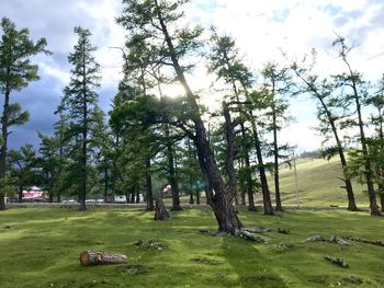 Trees on field against sky