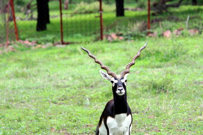 Portrait of deer