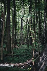 Trees in forest