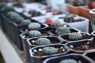 High angle view of succulent plants in market