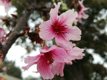 Close-up of pink hibiscus blooming outdoors