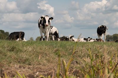 Cows on field against sky