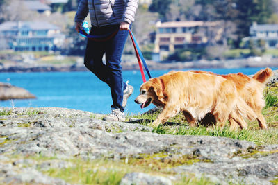 Woman and her two dogs enjoying sun and fresh air by the ocean in a time of social distancing 