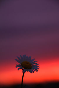 Close-up of pink flower against orange sky