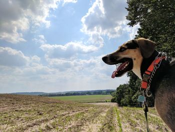 Dog on field against sky