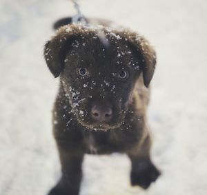 Portrait of puppy on snow covered field 