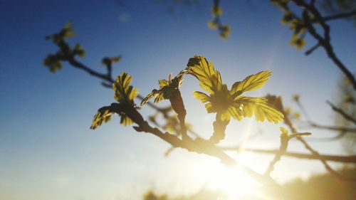 Close-up of flower tree against sky