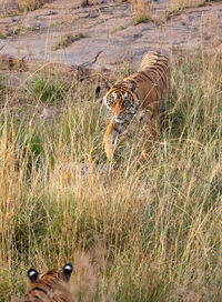 View of cat on field