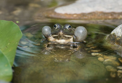 Close-up of frog swimming in lake