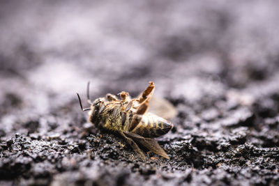 Close-up of spider