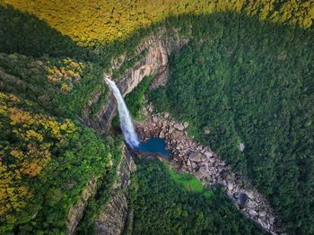High angle view of trees in forest