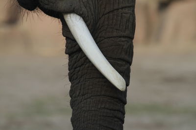 Close-up of elephant trunk