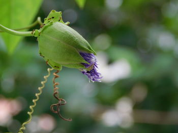 Close-up of purple flowering plant