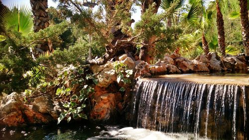 River flowing through forest