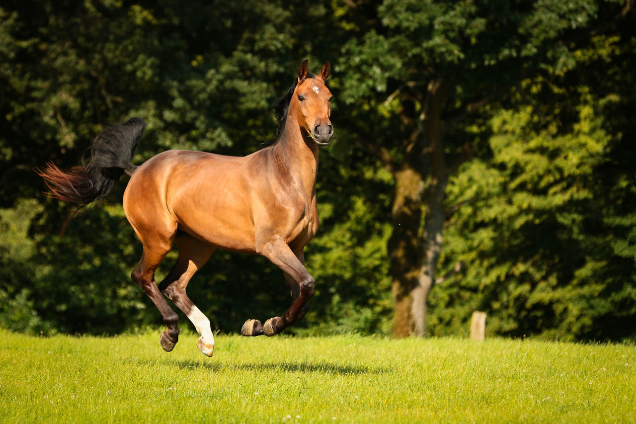 HORSE RUNNING IN PARK