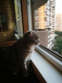 Cat looking through window