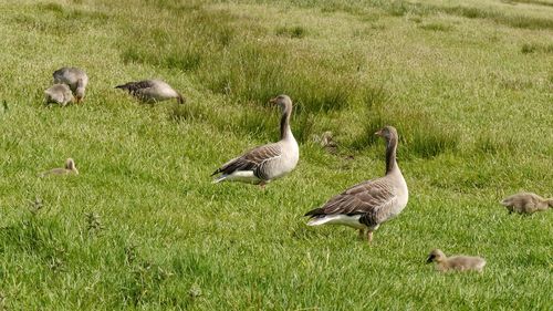 Geese on field looking same direction