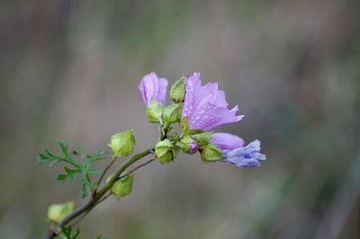 Close-up of pink flowering plant