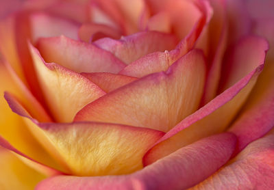 Close-up of pink rose