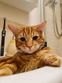 Close-up portrait of a cat