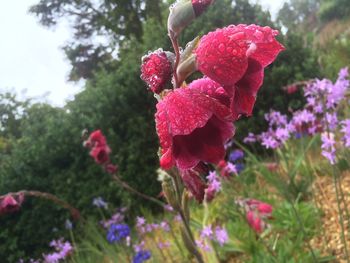 Close-up of red flowers growing on plant