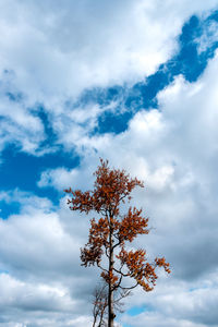 Silhouette of beech tree with colorful, orange and brown leaves at the time of autumn. 